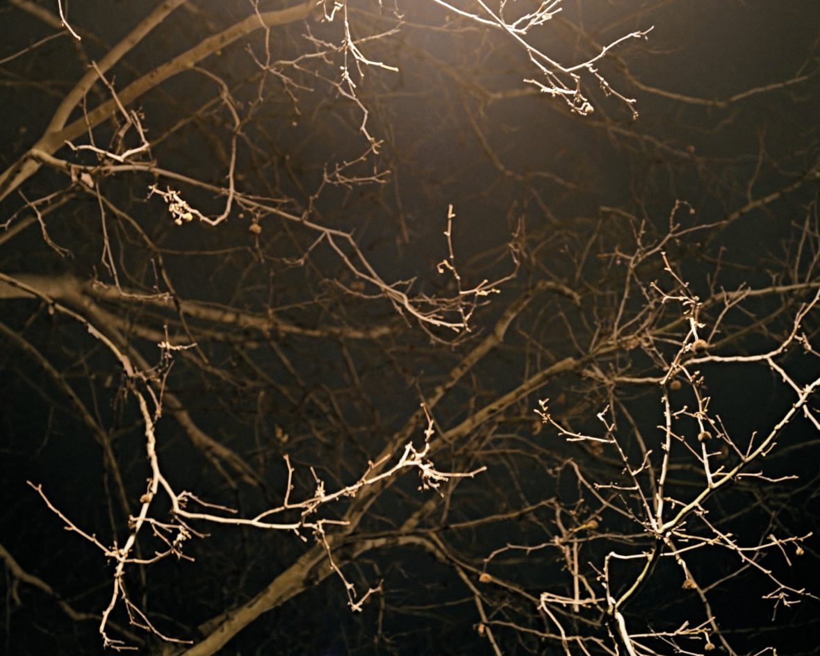 Branches, from the series The Book of Hours